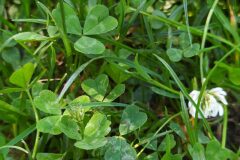 Trifolium repens_Merce Vallicrosa CC BY-NC