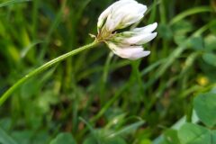 Trifolium repens_Merce Vallicrosa CC BY-NC