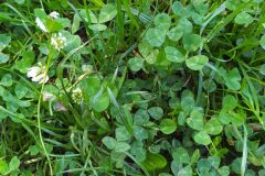 Trifolium repens_Merce Vallicrosa CC BY-NC