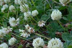 Trifolium repens_Neus Julia 