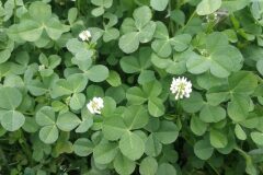 Trifolium repens_Pep Alboquers CC BY-NC