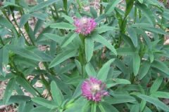 Trifolium rubens_Jordi Puyuelo