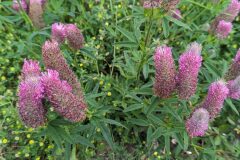 Trifolium rubens_Katarzyna Zarnowiec CC BY-SA