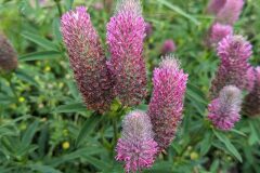 Trifolium rubens_Katarzyna Zarnowiec CC BY-SA