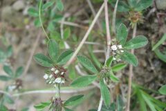 Trifolium scabrum_Jordi Puyuelo