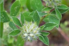 Trifolium striatum brevidens_Merce Vallicrosa CC BY-NC