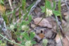 Trifolium striatum brevidens_Merce Vallicrosa CC BY-NC