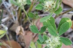 Trifolium striatum brevidens_Merce Vallicrosa CC BY-NC