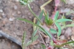 Trifolium strictum strictum_Merce Vallicrosa CC BY-NC