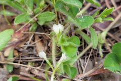 Trifolium subterraneum subterraneum_Jordi Bassols CC BY-NC SA