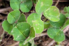 Trifolium subterraneum subterraneum_Jordi Bassols CC BY-NC SA