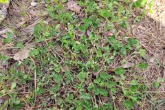 Trifolium subterraneum subterraneum_Jordi Bassols CC BY-NC SA