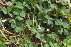 Trifolium subterraneum subterraneum_Merce Vallicrosa CC BY-NC