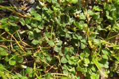 Trifolium subterraneum subterraneum_Merce Vallicrosa CC BY-NC