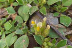 Tripodion tetraphyllum_Merce Vallicrosa CC BY-NC