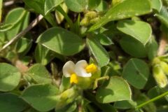 Tripodion tetraphyllum_Merce Vallicrosa CC BY-NC