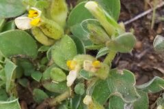 Tripodion tetraphyllum_Merce Vallicrosa CC BY-NC