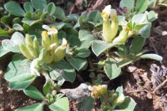 Tripodion tetraphyllum_Merce Vallicrosa CC BY-NC