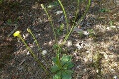 Trommsdorffia maculata_Josep Maria Panareda CC BY-NC