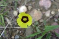 Tuberaria guttata_Jordi Puyuelo