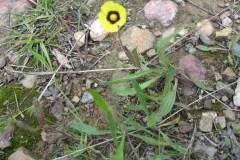 Tuberaria guttata_Jordi Puyuelo