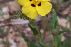 Tuberaria guttata_Merce Vallicrosa CC BY-NC