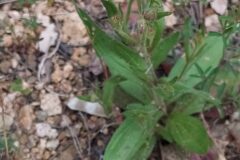 Tuberaria guttata_Merce Vallicrosa CC BY-NC