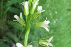 Turritis glabra_Margarida Vila CC BY-NC