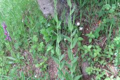 Turritis glabra_Margarida Vila CC BY-NC