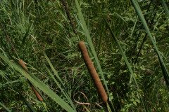 Typha domingensis_Josep Maria Panareda