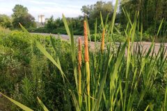Typha latifolia_Francisco Aguayo CC BY-NC