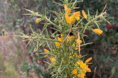 Ulex parviflorus parviflorus_Andres Tello