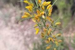 Ulex parviflorus parviflorus_Angels Delgado