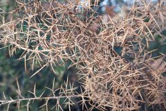 Ulex parviflorus parviflorus_Joan Andreu