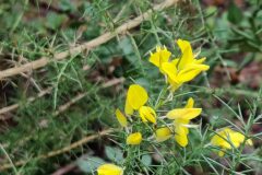 Ulex parviflorus parviflorus_Joaquim Reberte CC BY-NC