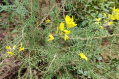 Ulex parviflorus parviflorus_Joaquim Reberte CC BY-NC