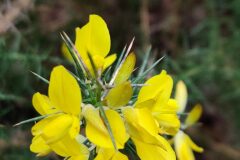 Ulex parviflorus parviflorus_Joaquim Reberte CC BY-NC