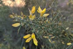 Ulex parviflorus parviflorus_Katarzyna Zarnowiec CC BY-SA