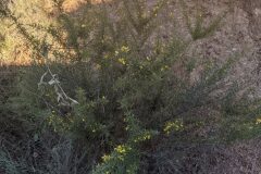 Ulex parviflorus parviflorus_Katarzyna Zarnowiec CC BY-SA