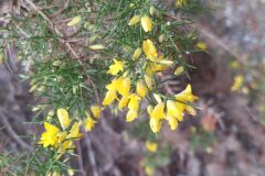 Ulex parviflorus parviflorus_Merce Vallicrosa CC BY-NC