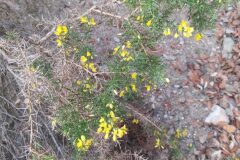 Ulex parviflorus parviflorus_Merce Vallicrosa CC BY-NC