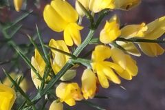 Ulex parviflorus parviflorus_Merce Vallicrosa CC BY-NC