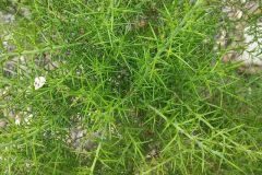 Ulex parviflorus parviflorus_Montserrat Garcia