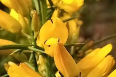 Ulex parviflorus parviflorus_Neus Julia CC BY-SA