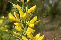 Ulex parviflorus parviflorus_Neus Julia CC BY-SA