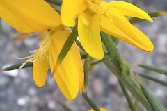 Ulex parviflorus parviflorus_Neus Julia 