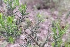 Ulex parviflorus parviflorus_Sonia Garcia CC BY-NC