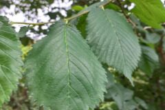Ulmus glabra_Pere Barnola CC BY-SA