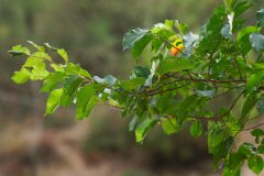 Ulmus minor_Joaquim Reberte