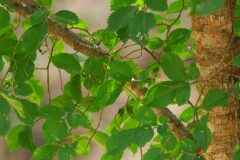 Ulmus minor_Joaquim Reberte